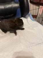 Sade, a female Cane Corso for sale in Peoria, IL – 3 of 5