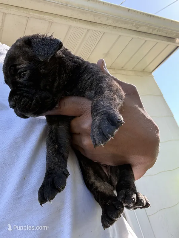 Reece – Cane Corso puppy for sale in Peoria, IL