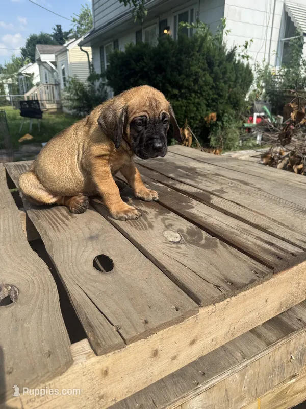Red – Cane Corso puppy for sale in Peoria, IL