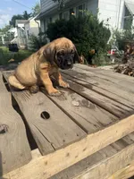 Red, a male Cane Corso for sale in Peoria, IL – 1 of 9