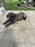Sade, a female Cane Corso for sale in Peoria, IL – 8 of 8