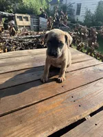 Little ma, a female Cane Corso for sale in Peoria, IL – 2 of 6