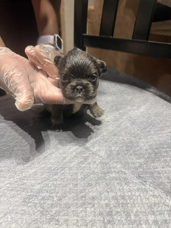 Akc Fluffy Katie – French Bulldog puppy for sale in Peoria, IL