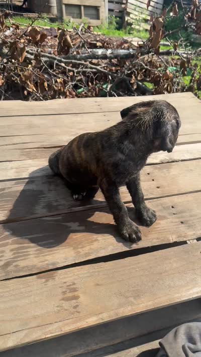 Sade, a female Cane Corso for sale in Peoria, IL – 5 of 8