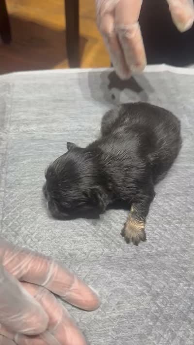 Akc Fluffy Suzie, a female French Bulldog for sale in Peoria, IL – 4 of 4