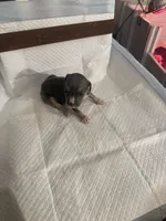 Abkc Runt, a female American Bully for sale in Peoria, IL – 3 of 5