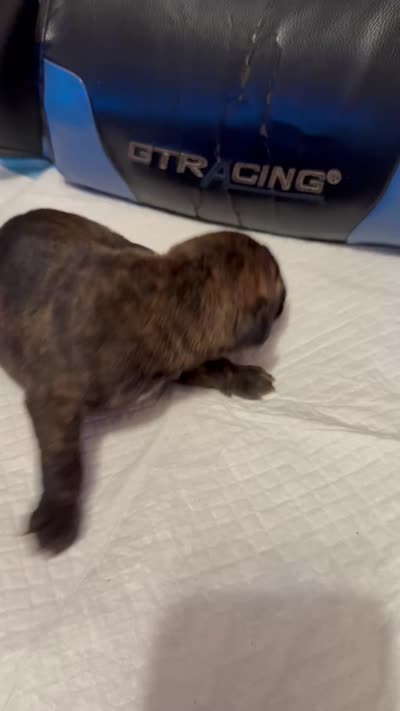 Zeus, a male Cane Corso for sale in Peoria, IL – 7 of 7