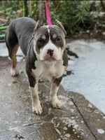 Abkc Luther , a male American Bully for sale in Peoria, IL – 4 of 5