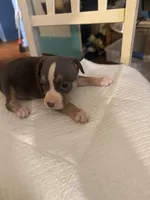 Abkc Anita , a female American Bully for sale in Peoria, IL – 5 of 9