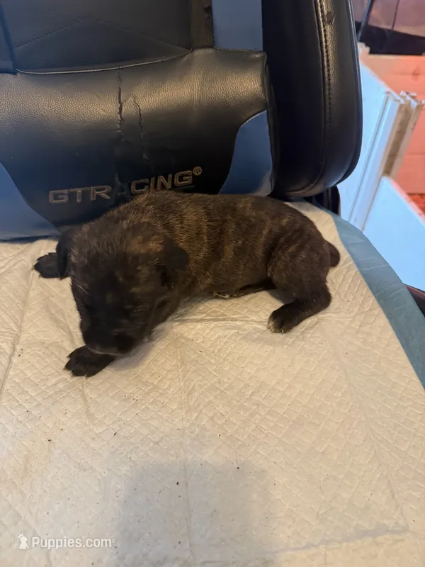 Sade – Cane Corso puppy for sale in Peoria, IL