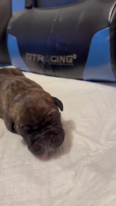 Lucky, a male Cane Corso for sale in Peoria, IL – 3 of 4