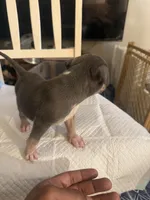 Abkc Runt, a female American Bully for sale in Peoria, IL – 5 of 9