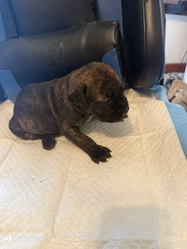 Zeus – Cane Corso puppy for sale in Peoria, IL