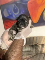 Akc Fluffy Katie, a female French Bulldog for sale in Peoria, IL – 3 of 4