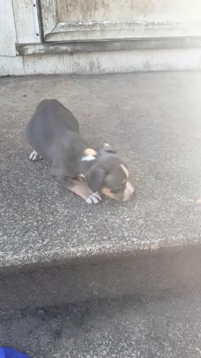 Abkc Anita , a female American Bully for sale in Peoria, IL – 3 of 9