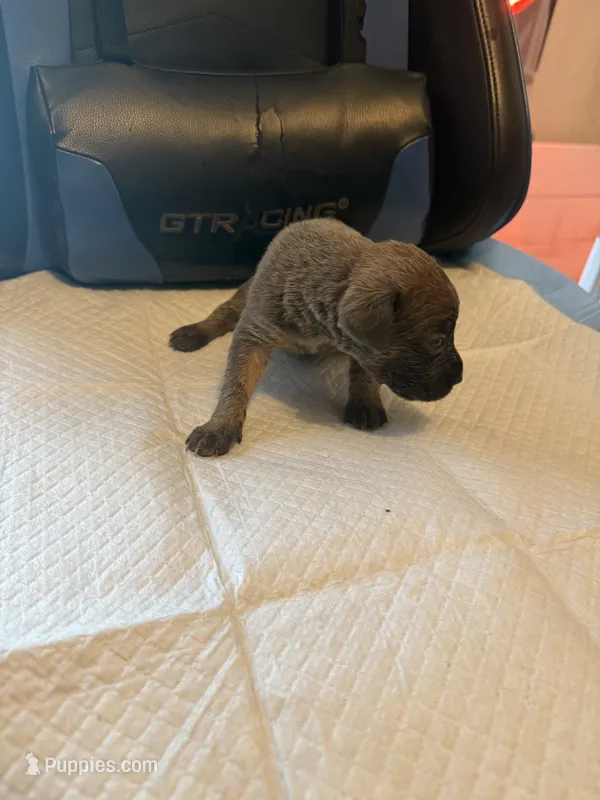 Asha – Cane Corso puppy for sale in Peoria, IL
