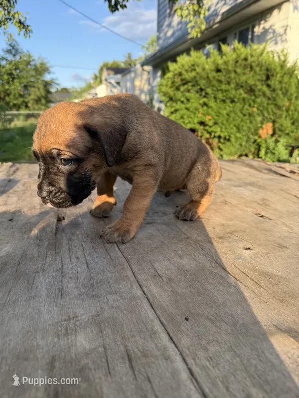 Red – Cane Corso puppy for sale in Peoria, IL