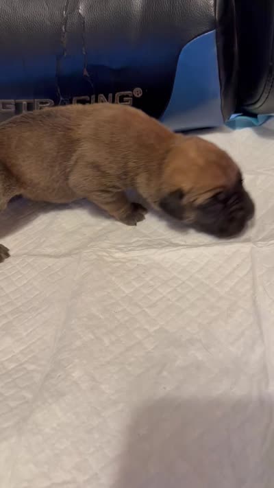 Red, a male Cane Corso for sale in Peoria, IL – 5 of 7