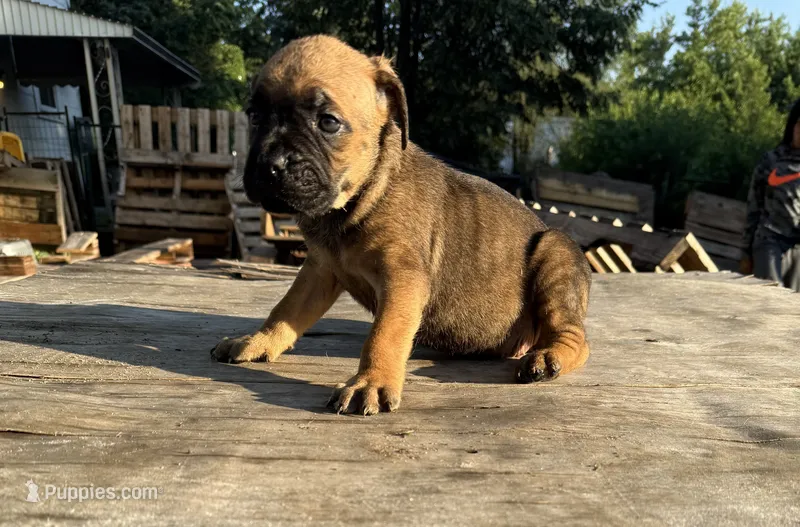 Bella – Cane Corso puppy for sale in Peoria, IL