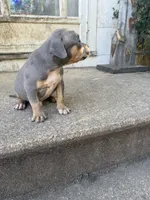Abkc Luther , a male American Bully for sale in Peoria, IL – 2 of 9