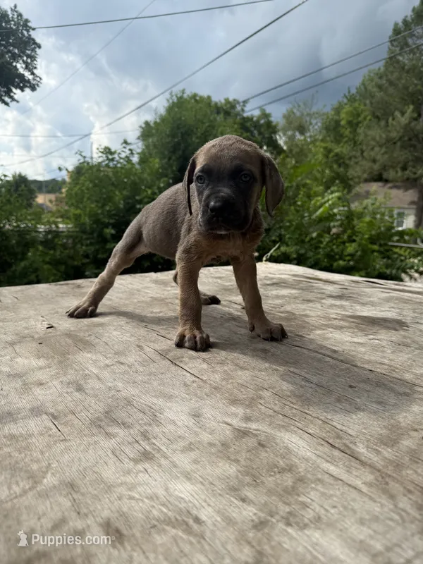 Sage – Cane Corso puppy for sale in Peoria, IL
