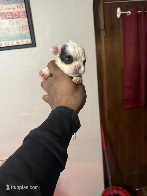Akc Fluffy Sara – French Bulldog puppy for sale in Peoria, IL