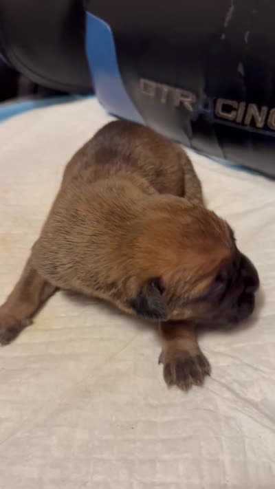 Bella, a female Cane Corso for sale in Peoria, IL – 4 of 4