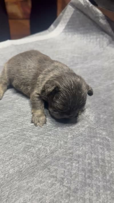 Akc Fluffy Katie, a female French Bulldog for sale in Peoria, IL – 4 of 4