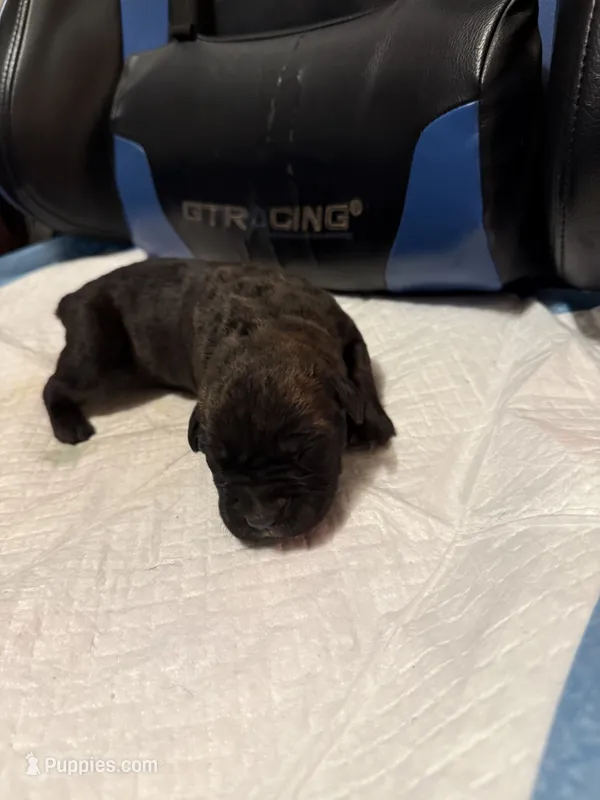 Reece – Cane Corso puppy for sale in Peoria, IL