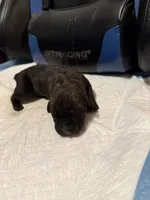 Reece, a female Cane Corso for sale in Peoria, IL – 1 of 4