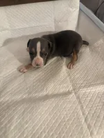 Abkc Anita , a female American Bully for sale in Peoria, IL – 3 of 5