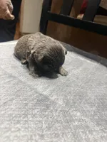 Akc Fluffy Katie, a female French Bulldog for sale in Peoria, IL – 2 of 4