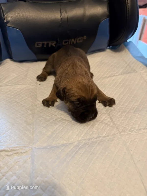 Bella – Cane Corso puppy for sale in Peoria, IL