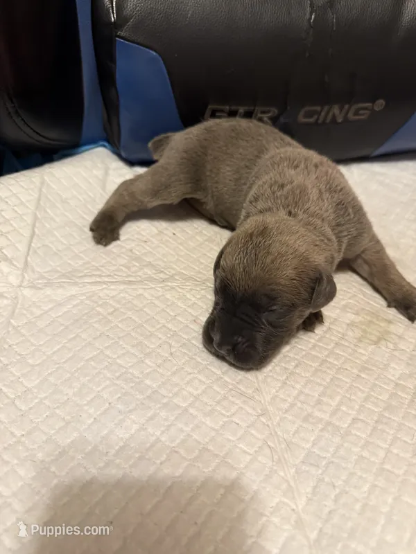 Asha – Cane Corso puppy for sale in Peoria, IL