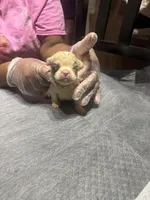 Akc Fluffy Lil Ricky, a male French Bulldog for sale in Peoria, IL – 3 of 5