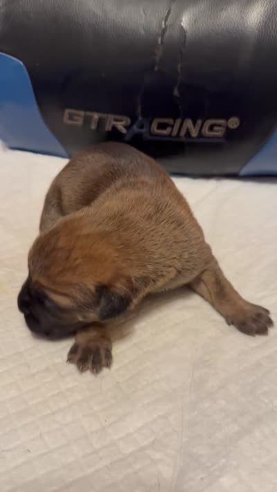 Bella, a female Cane Corso for sale in Peoria, IL – 3 of 4