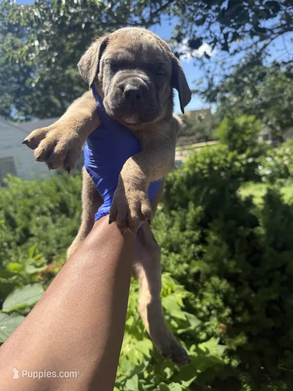 Sage – Cane Corso puppy for sale in Peoria, IL