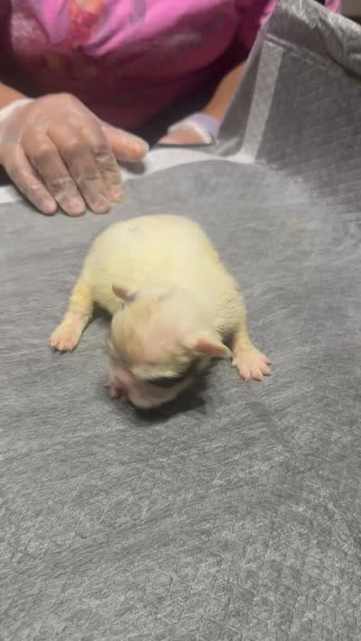 Akc Fluffy Sara, a female French Bulldog for sale in Peoria, IL – 4 of 4
