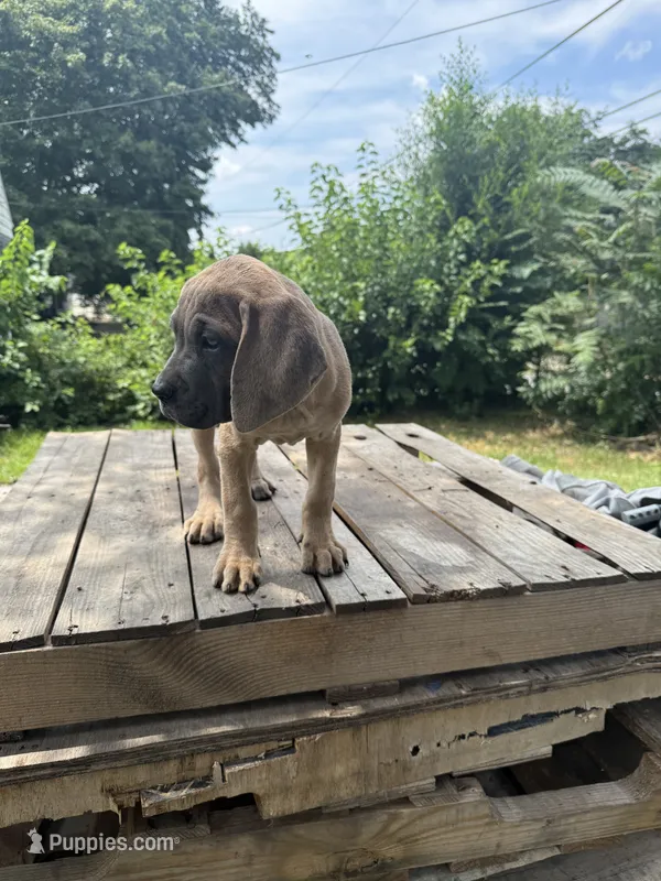 Sage – Cane Corso puppy for sale in Peoria, IL