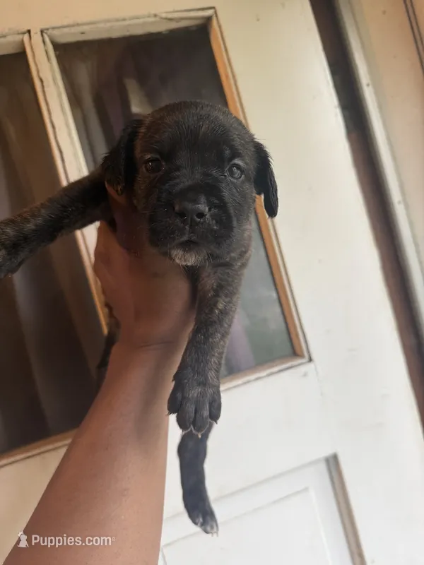 Sade – Cane Corso puppy for sale in Peoria, IL