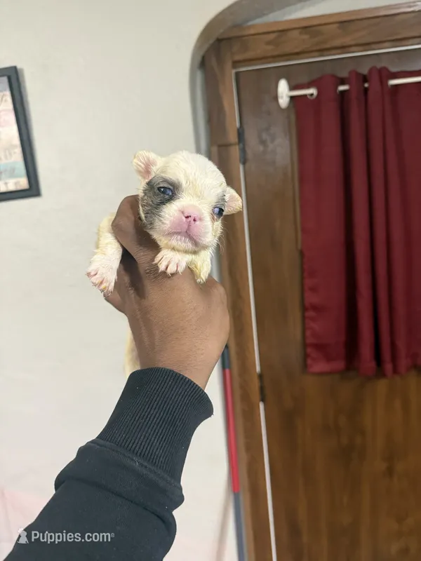 Akc Fluffy Lil Ricky – French Bulldog puppy for sale in Peoria, IL