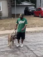 Zeus, a male Cane Corso for sale in Peoria, IL – 6 of 7