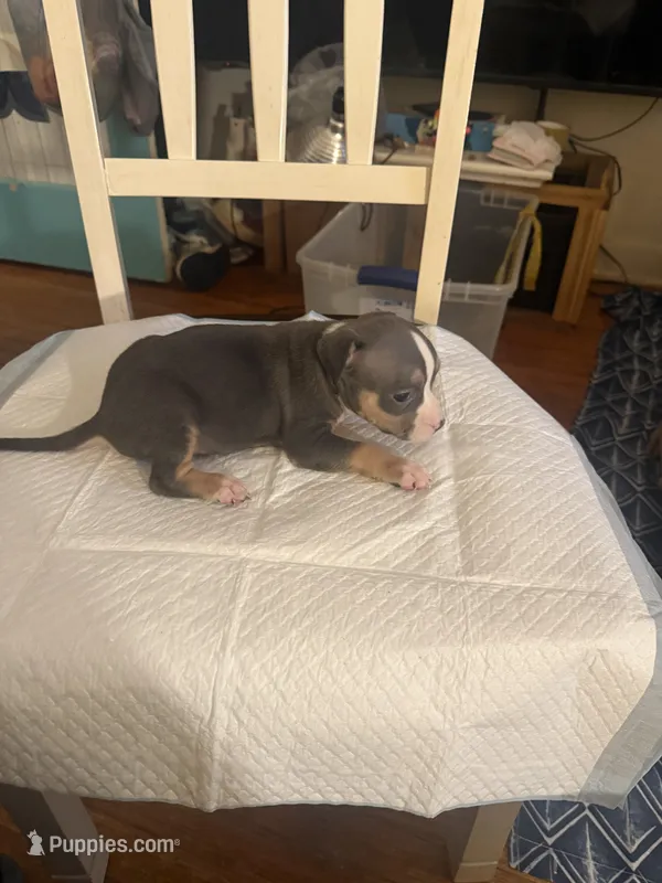 Abkc Anita  – American Bully puppy for sale in Peoria, IL