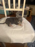 Abkc Anita , a female American Bully for sale in Peoria, IL – 4 of 9