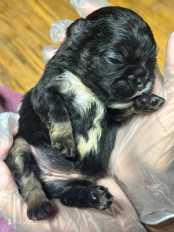 Akc Fluffy Suzie – French Bulldog puppy for sale in Peoria, IL