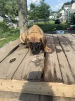 Red, a male Cane Corso for sale in Peoria, IL – 4 of 9