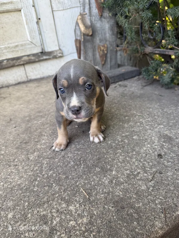 Abkc Aretha  – American Bully puppy for sale in Peoria, IL