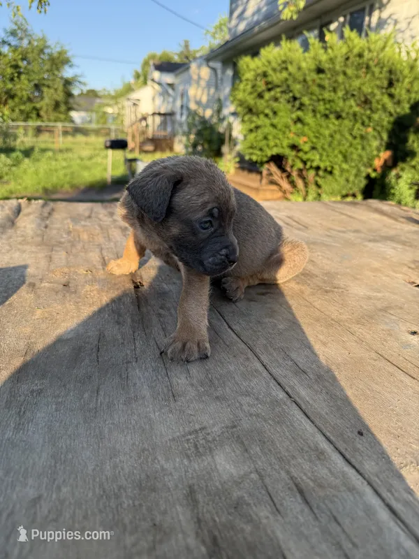 Asha – Cane Corso puppy for sale in Peoria, IL