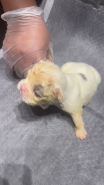Akc Fluffy Lil Ricky, a male French Bulldog for sale in Peoria, IL – 5 of 5