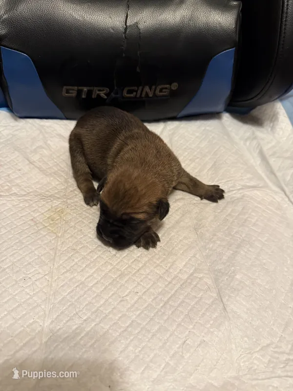 Bella – Cane Corso puppy for sale in Peoria, IL